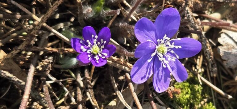 Metsämielikävelyä Koivuniemen alueella 3.5.2026